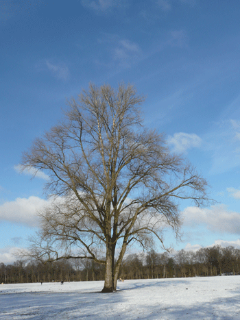Baum auf der Festwiese im verschneiten Stadtpark