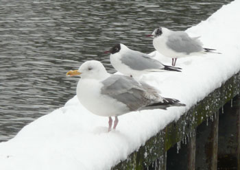 Silbermöwe und 2 Lachmöwen