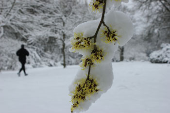 Zaubernussblüten mit Schnee bedeckt