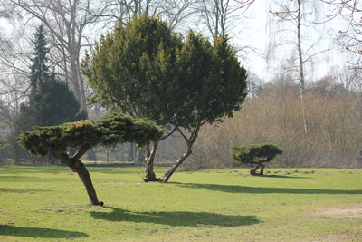 Bäume auf der Liegewiese vom Naturbad Stadtparksee