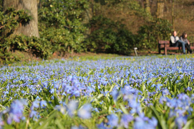 Wiese mit Blausternen, die auch Szilla genannt werden. 