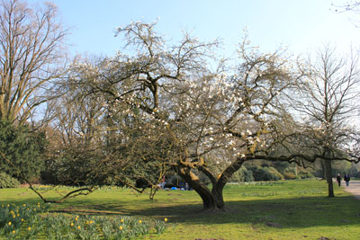 Magnolie auf der Ostseite des Parks