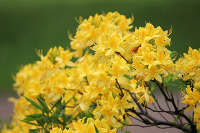 Die gelben Blüten haben den stärksten Geruch. 