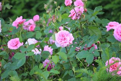 Rosen in verschiedenen Farben