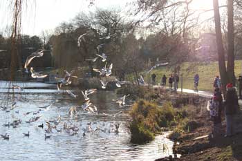 Eine beträchtliche Anzahl von Vögeln wie Möwen hatte sich am Stadtparksee versammelt. 