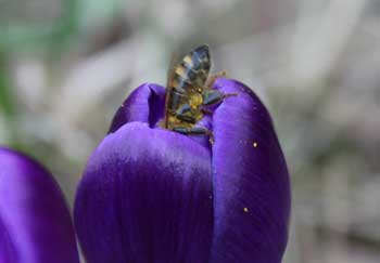 Biene prüft den ersten Blütenstaub des Jahres