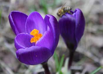 zwei lila Krokusse, im Hintergrund eine Biene
