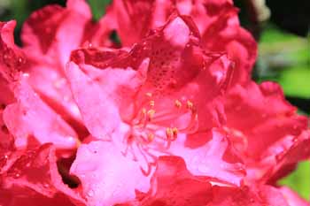 rote Blüte mit Regentropfen